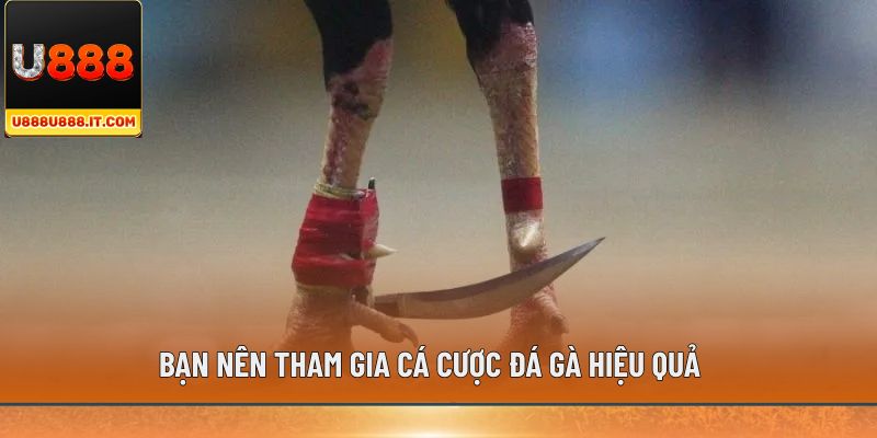Bạn nên tham gia cá cược đá gà hiệu quả