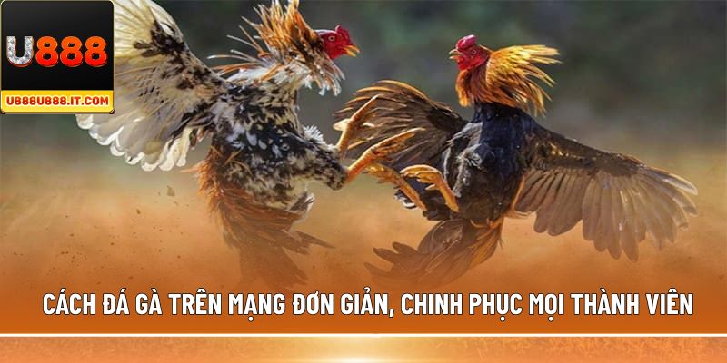 Cách đá gà trên mạng đơn giản, chinh phục mọi thành viên