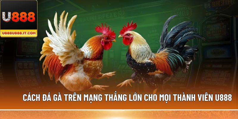 cách đá gà trên mạng