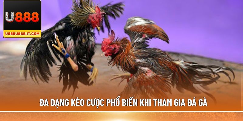 Đa dạng kèo cược phổ biến khi tham gia đá gà