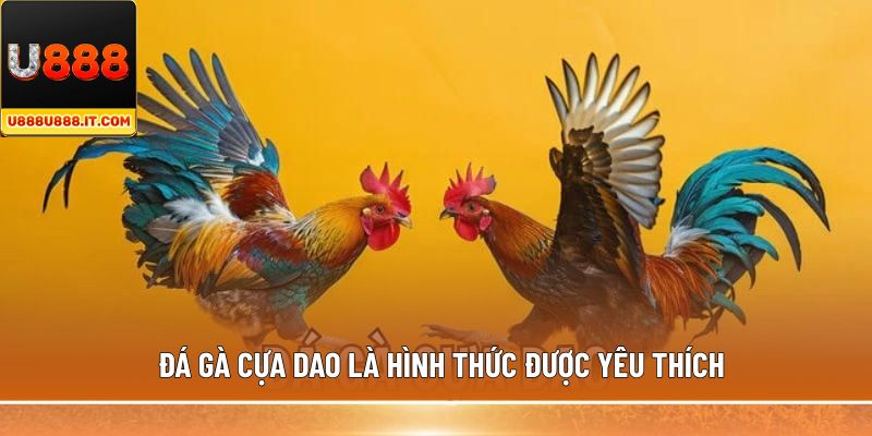 Đá gà cựa dao là hình thức được yêu thích