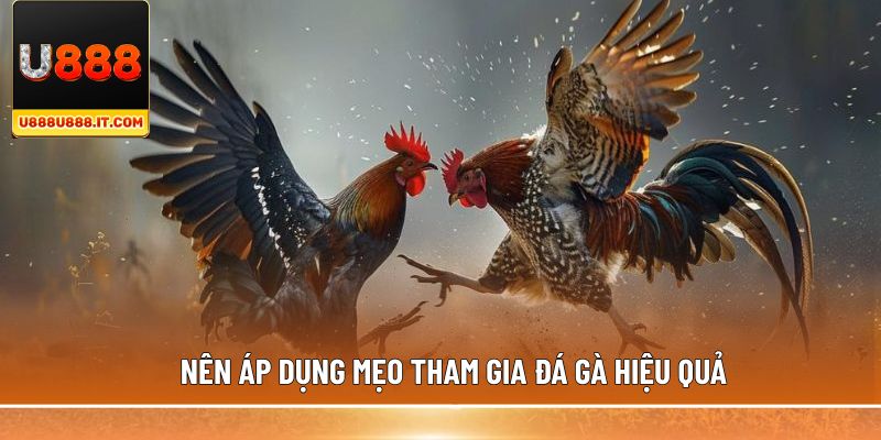 Nên áp dụng mẹo tham gia đá gà hiệu quả