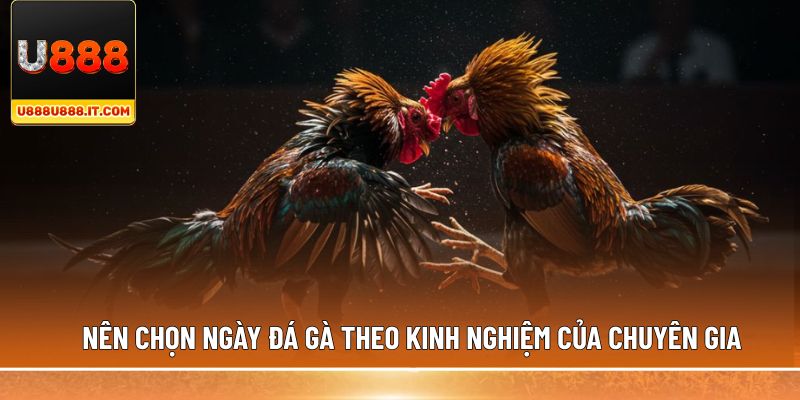 Nên chọn ngày đá gà theo kinh nghiệm của chuyên gia