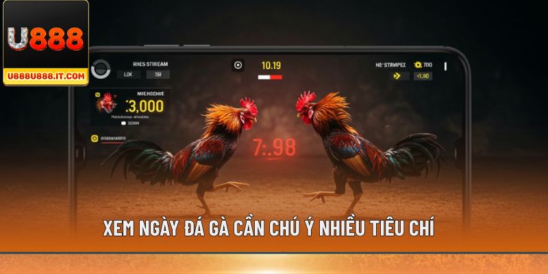 Xem ngày tốt đá gà cần chú ý nhiều tiêu chí